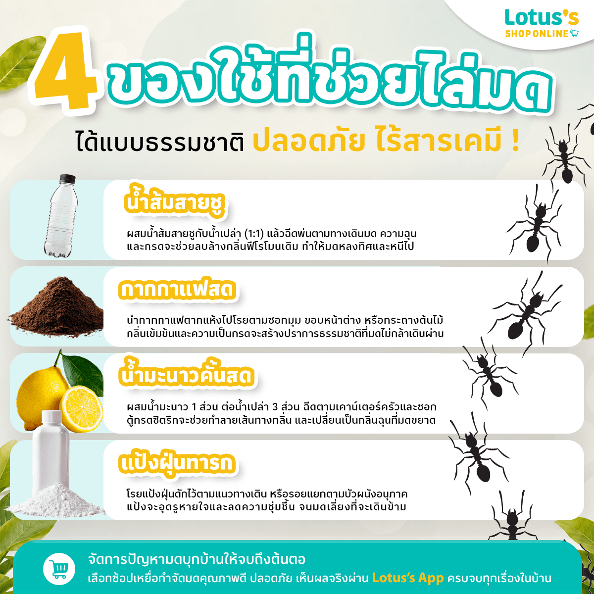 วิธีไล่มดแบบธรรมชาติด้วยของใช้ในบ้านที่หาง่าย